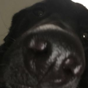 Meet your Posher, Chase